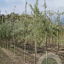 Pyrus salicifolia 'Pendula' 10-12 HO draadkluit 225 cm stam