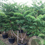 Rhus typhina 'Dissecta' 175-200 cm container meerstammig