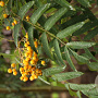 Sorbus arn. 'Schouten' 6-8 HO container