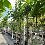 Tilia cordata 14-16 HO container