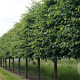 Tilia platyphyllos 16-18 HO container lei 200cm stam 5 etages