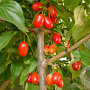 Cornus mas 'Macrocarpa' 6-8 HO draadkluit