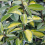 Elaeagnus ebb. 'Limelight' GM container haagelement