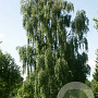 Betula pendula 'Tristis' 14-16 HO draadkluit