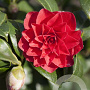 Camellia japonica 'Black Lace' 8-10 HO container