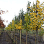 Ginkgo biloba 8-10 HO draadkluit