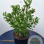 Ginkgo biloba 'Saratoga' 8-10 HO draadkluit