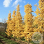 Ginkgo bil. 'Menhir' 6-8 HO draadkluit geveerd