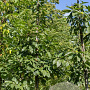 Juglans regia 'Coenen' 12-14 HO draadkluit