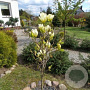 Magnolia 'Yellow River' 12-14 HO draadkluit