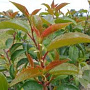 Prunus lusitanica 'Ybrazo01' 8-10 HO container lei 150cm stam lei 120x120
