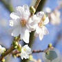 Prunus subh. 'Autumnalis' 8-10 HO container