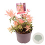 Pieris 'Flaming Silver' 15-20 cm 2,0L