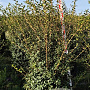 Osmanthus burkwoodii 150-175 cm draadkluit extra