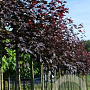 Acer plat. 'Royal Red' 12-14 HO draadkluit