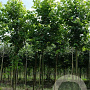 Acer rubrum 'Brandywine' 12-14 HO draadkluit