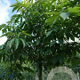 Aesculus glabra 12-14 HO draadkluit