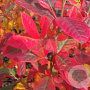 Amelanchier can. 'October Flame' 10-12 HO draadkluit