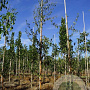 Betula p. 'Crispa' 8-10 HO draadkluit