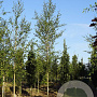 Betula p. 'Zwitsers Glorie' 14-16 HO draadkluit