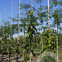 Carpinus bet. 'Pendula' 12-14 HO draadkluit