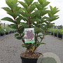 Hydrangea pan. 'Wim's Red' 60-80 cm 10L