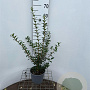 Osmanthus burkwoodii 40-50 cm 3,0L