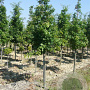 Quercus frainetto 12-14 HO draadkluit