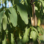 Robinia ps. 'Unifoliola' 10-12 HO draadkluit