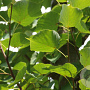 Tilia cordata 'Roelvo' 8-10 HO draadkluit