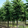Tilia flavescens 'Glenleven' 18-20 HO draadkluit