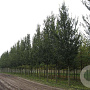 Ulmus 'Lobel' 25-30 HO draadkluit