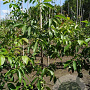 Juglans r. 'Buccaneer' 10-12 HO draadkluit