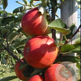 Malus d. 'Braeburn' halfstam wortelgoed
