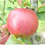 Malus d. 'Rode Jonathan' halfstam wortelgoed