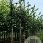 Mespilus g. 'Westerveld' 10-12 HO draadkluit