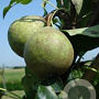 Pyrus c. 'Kleipeer' halfstam wortelgoed