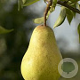 Pyrus c. 'Kruidenierspeer' halfstam wortelgoed leiboom