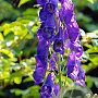 Aconitum carm. 'Arendsii' GM P9 BIO