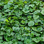 Asarum caudatum GM P9 BIO