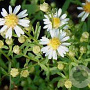Aster ericoides 'Ulrike' GM P9 BIO