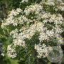Aster umbellatus 'Weisser Schirm' GM P9 BIO