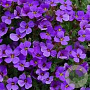 Aubrieta 'Hamburger Stadtpark' GM P9 BIO
