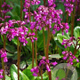 Bergenia 'Wintermärchen' GM P9 BIO