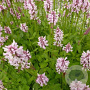 Stachys monieri 'Rosea' GM P9 BIO