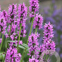 Stachys monieri 'Hummelo' GM P9 BIO