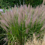 Calamagrostis brachytricha GM P9 BIO