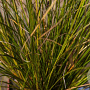 Carex calotides GM P9 BIO