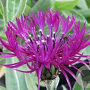 Centaurea montana 'Amethyst Dream' GM P9 BIO