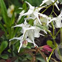 Epimedium 'Perrine's White' GM P9 BIO